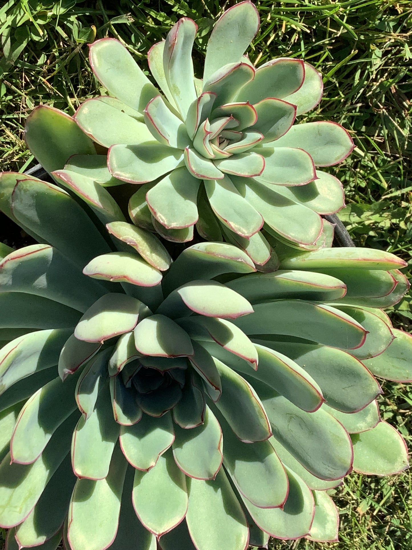 Echeveria Pulidonis